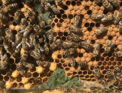 Naturwabenbau im Bienenvolk