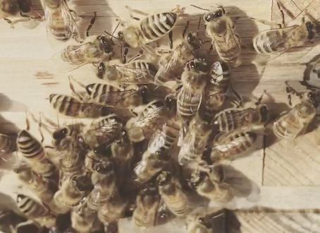 Bienenpatenschaft verschenken München