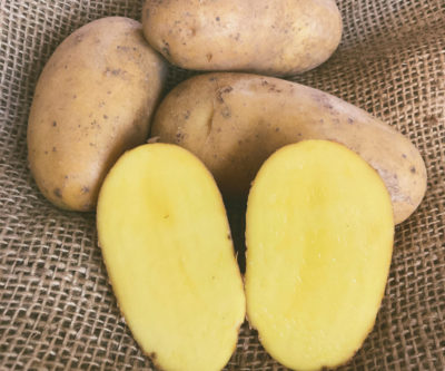 Talent Kartoffeln Online direkt vom Bauern kaufen Karghof