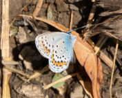 Blühpatenschaft München