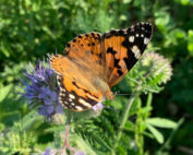 Blühpatenschaft München