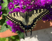 Blühpatenschaft München