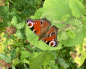 Blühpatenschaft München