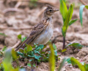 Feldlerchen - Blühpatenschaften für die Artenvielfalt